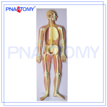PNT-0439 Modelo médico anatômico avançado do sistema nervoso humano